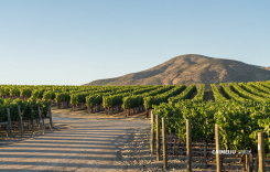 2181 North 3rd Ave Meteor Vinyard Estate