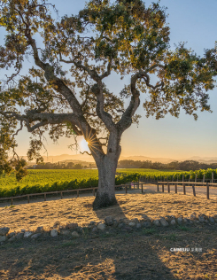 2181 North 3rd Ave Meteor Vinyard Estate